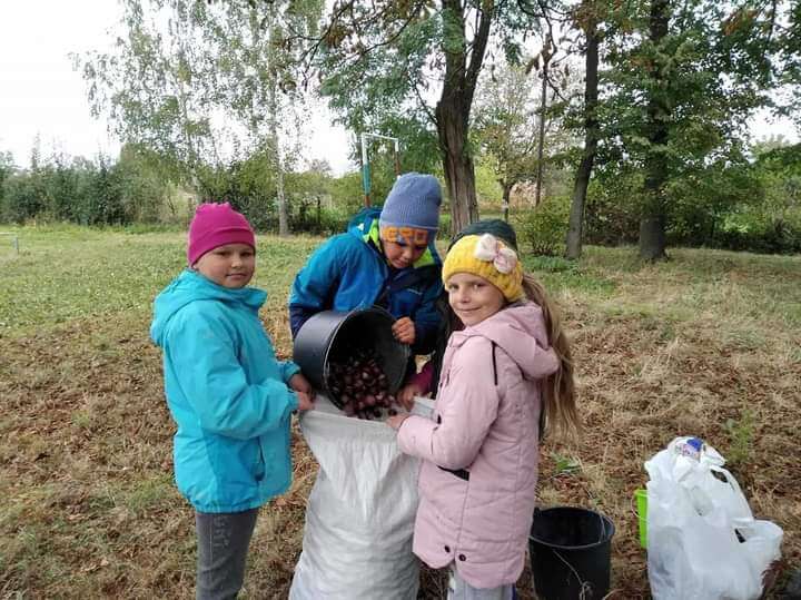 Понад 20 тисяч зібрали на потреби армії в акції зі збору каштанів