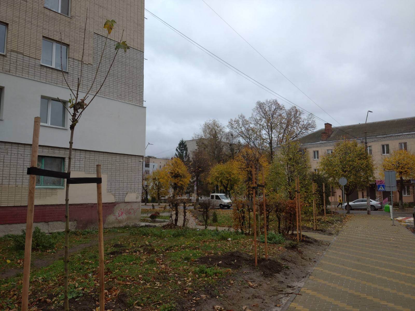 По вулиці Івана Мамайчука  висаджують декоративні клени