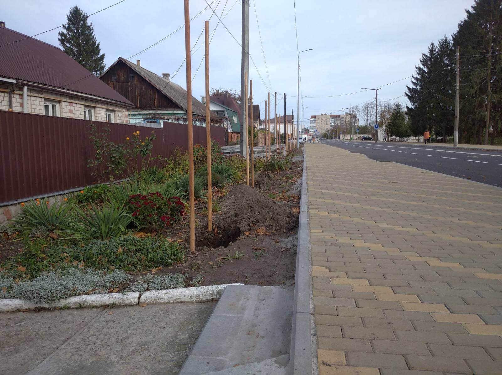 По вулиці Івана Мамайчука  висаджують декоративні клени