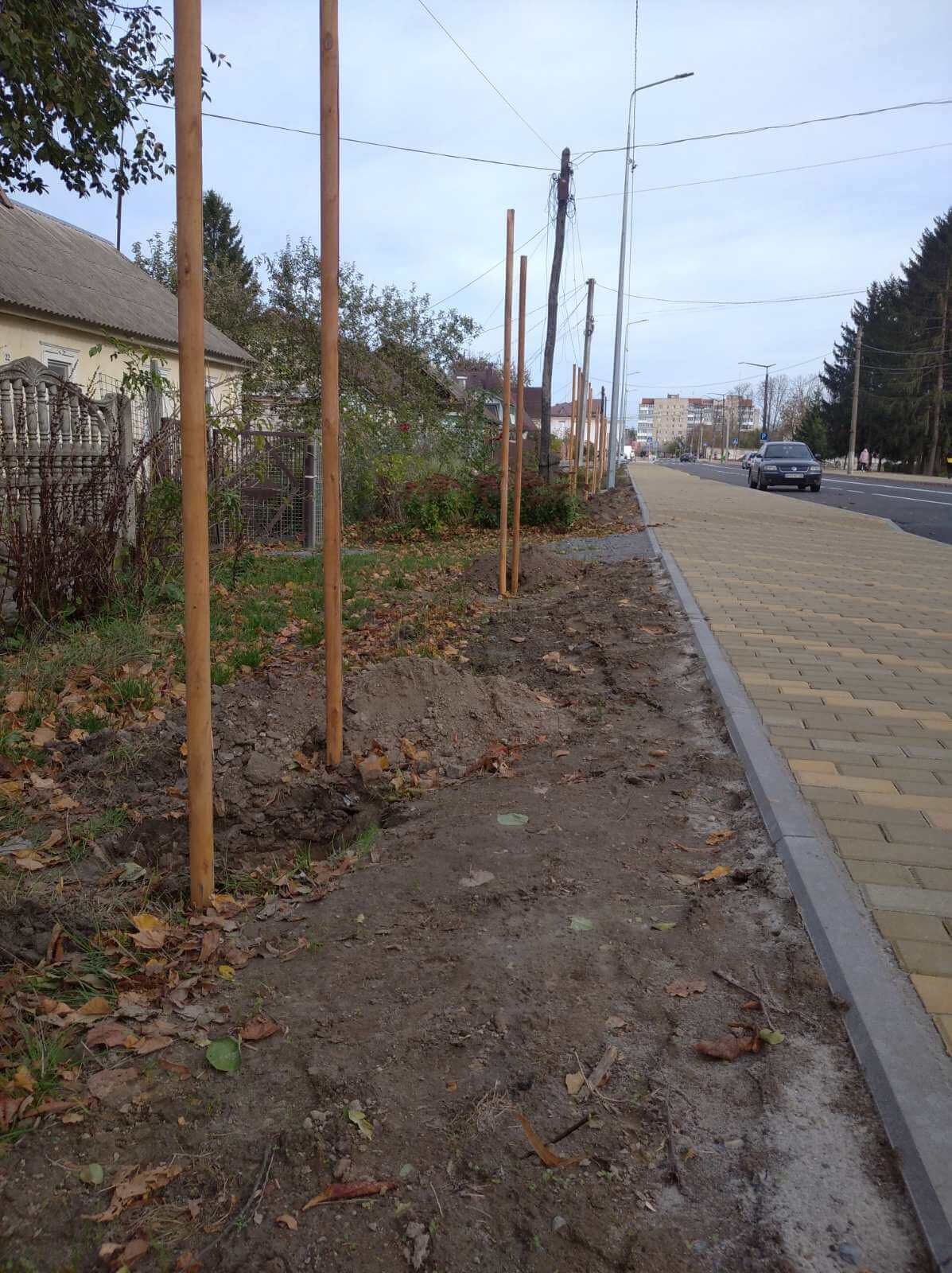 По вулиці Івана Мамайчука  висаджують декоративні клени