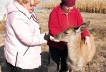 ОЛЕНИХА МАЙЯ ПОСЕЛИЛАСЯ У КРАСИЛІВЦІ