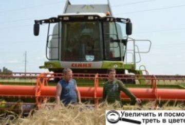 Незважаючи на погодні умови, врожай очікується високий