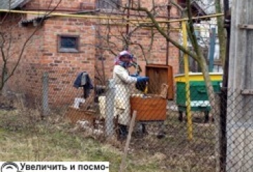 Мед — солодке золото України: для отримання 1 кілограма бджілкам треба відвідати 10 мільйонів квітів