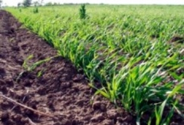 Посіяно ранніх ярих зернових 120% до прогнозу