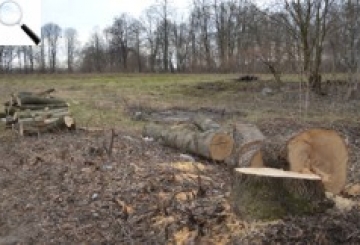На Житомирщині, зокрема на Звягельщині, безкарно вирубують ліси