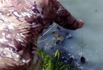 У річці Хоморі — лівій притоці Случі — азот амонійний втричі перевищує норму