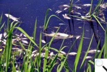 Дохне риба, гинуть раки, але владі... не до цього