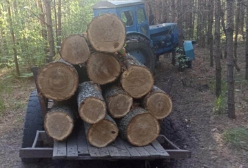 Поблизу Чижівки затримали вантажівку з колодами вільхи