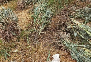 Поліція викрила шістьох жителів у незаконних діяннях із наркосировиною