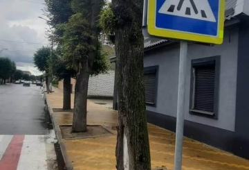 Продовжиться зрізання аварійних дерев