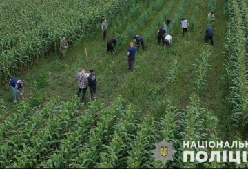 Хотіли заховати коноплю в кукурудзі