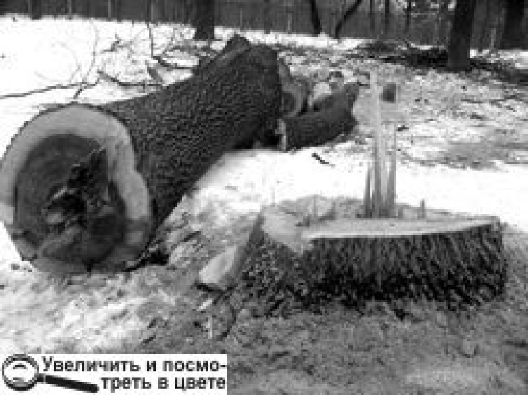ЗНОВУ «РІЖУТЬ» ПАРК ПЕРЕМОГИ?