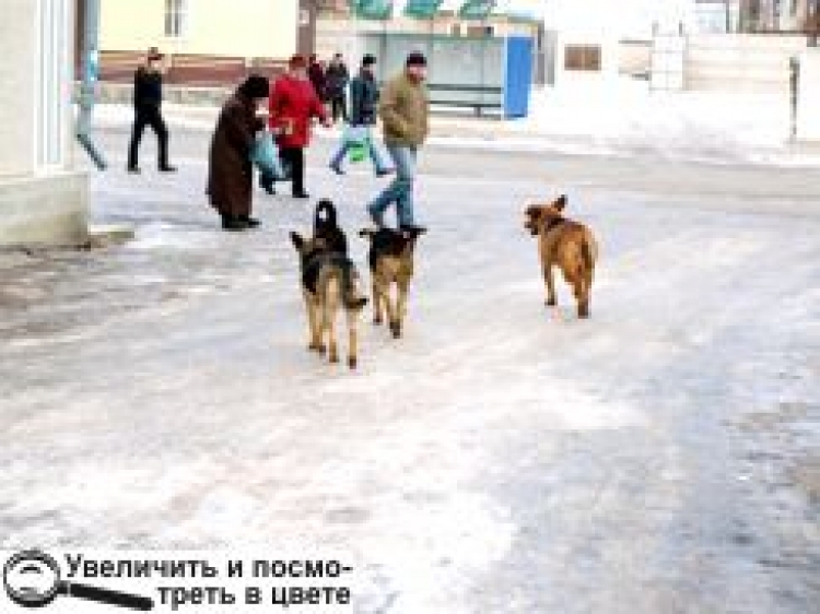 «СОБАКИ ГАВКАЮТЬ РІЗНИМИ ГОЛОСАМИ — ЗАВАЖАЮТЬ СПАТИ! ЗРОБІТЬ ЩОСЬ!»