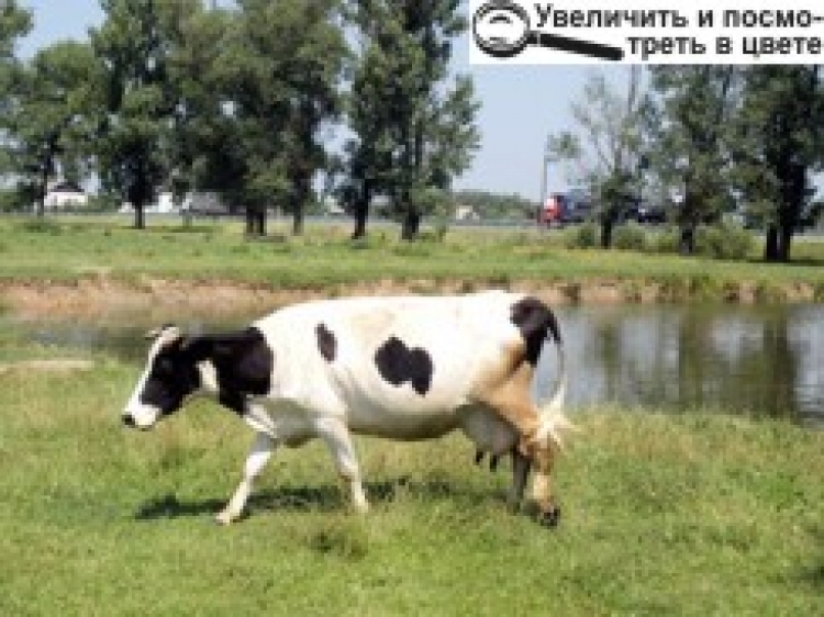 КОРОВИ НЕ ВИННІ, А ВЛАДА МОВЧИТЬ...