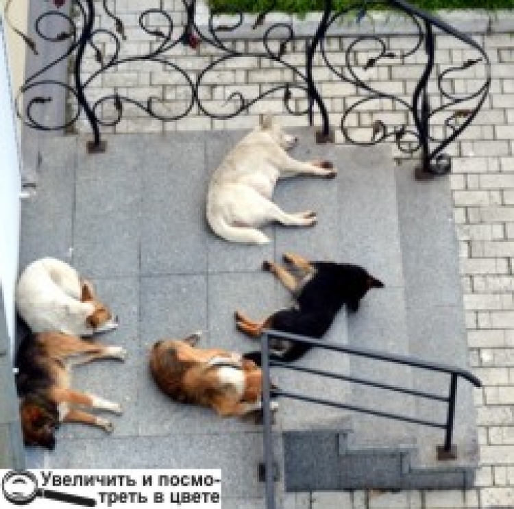 Міська рада замовила проект притулку для тварин-безхатьків