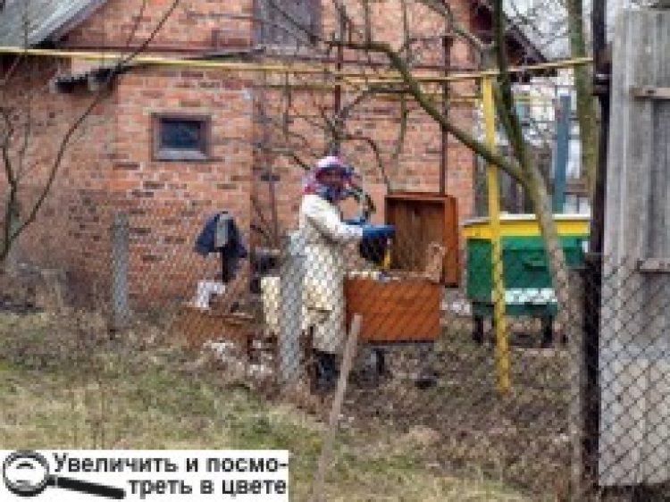 Мед — солодке золото України: для отримання 1 кілограма бджілкам треба відвідати 10 мільйонів квітів