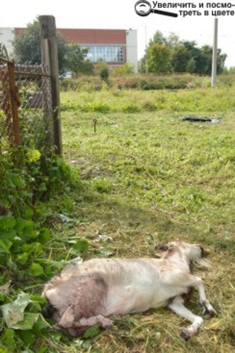 Собаки загризли на смерть дві кози, які паслися біля колегіуму