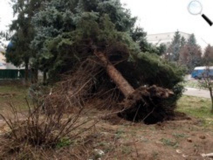 Ялинку повалили хулігани